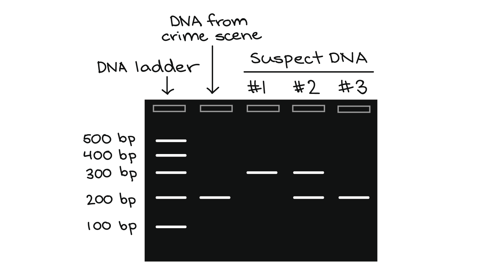 The gel has five lanes:

First lane: DNA ladder with 100, 200, 300, 400, and 500 bp bands.

Second lane: DNA from crime scene, 200 bp band.

Third lane: Suspect #1 DNA, 300 bp band.

Fourth lane: Suspect #2 DNA, 200 and 300 bp bands.

Fifth lane: Suspect #3 DNA, 200 bp band.